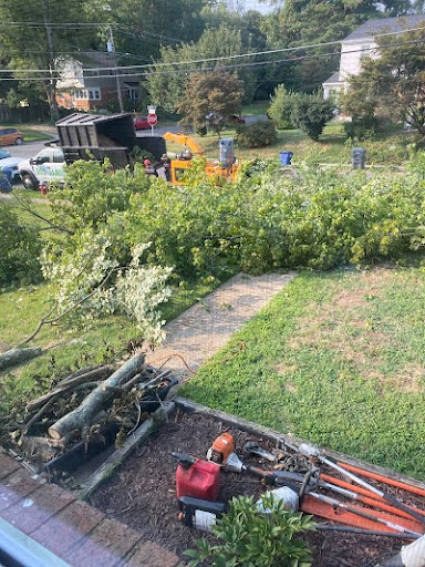 Sycamore Tree Removal Annandale, VA