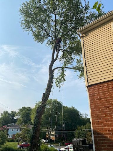 Sycamore Tree Removal Annandale, VA
