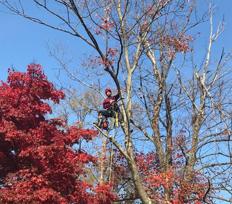 When to Call an Emergency Tree Service Near You