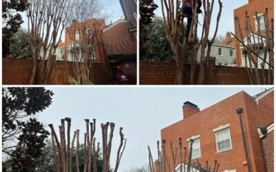 Residential Crepe Myrtle Tree Pruning Case Study in Alexandria, VA
