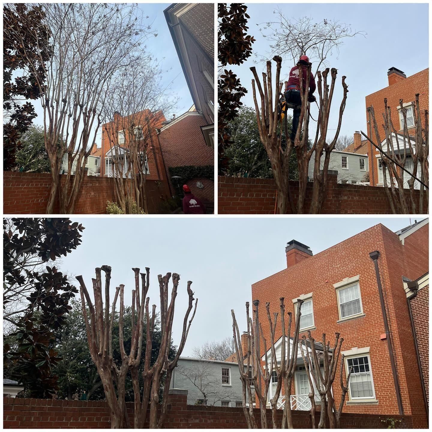 Tree Pruning in Alexandria, VA