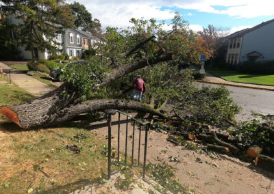 Tree Removal Falls Church VA