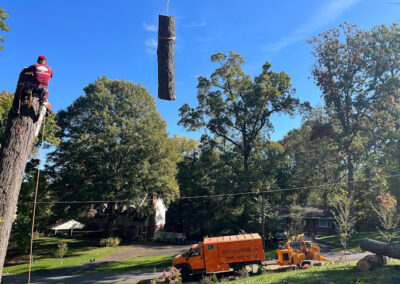 Tree Removal Washington DC