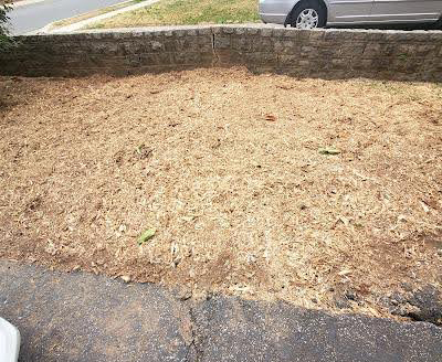 Tree Removal in Annandale