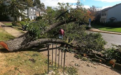 Dos Amigos Tree Experts Completes Safe Tree Removal for a Fallen Cottonwood in Springfield, VA
