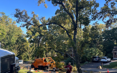 Dos Amigos Tree Experts Restores Balance to a Mature Oak With Tree Trimming and Pruning in Reston, VA