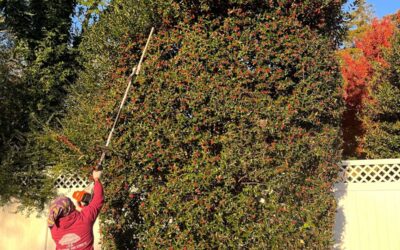 Successful Tree Trimming and Pruning of a Falls Church Holly Tree by Dos Amigos Tree Experts