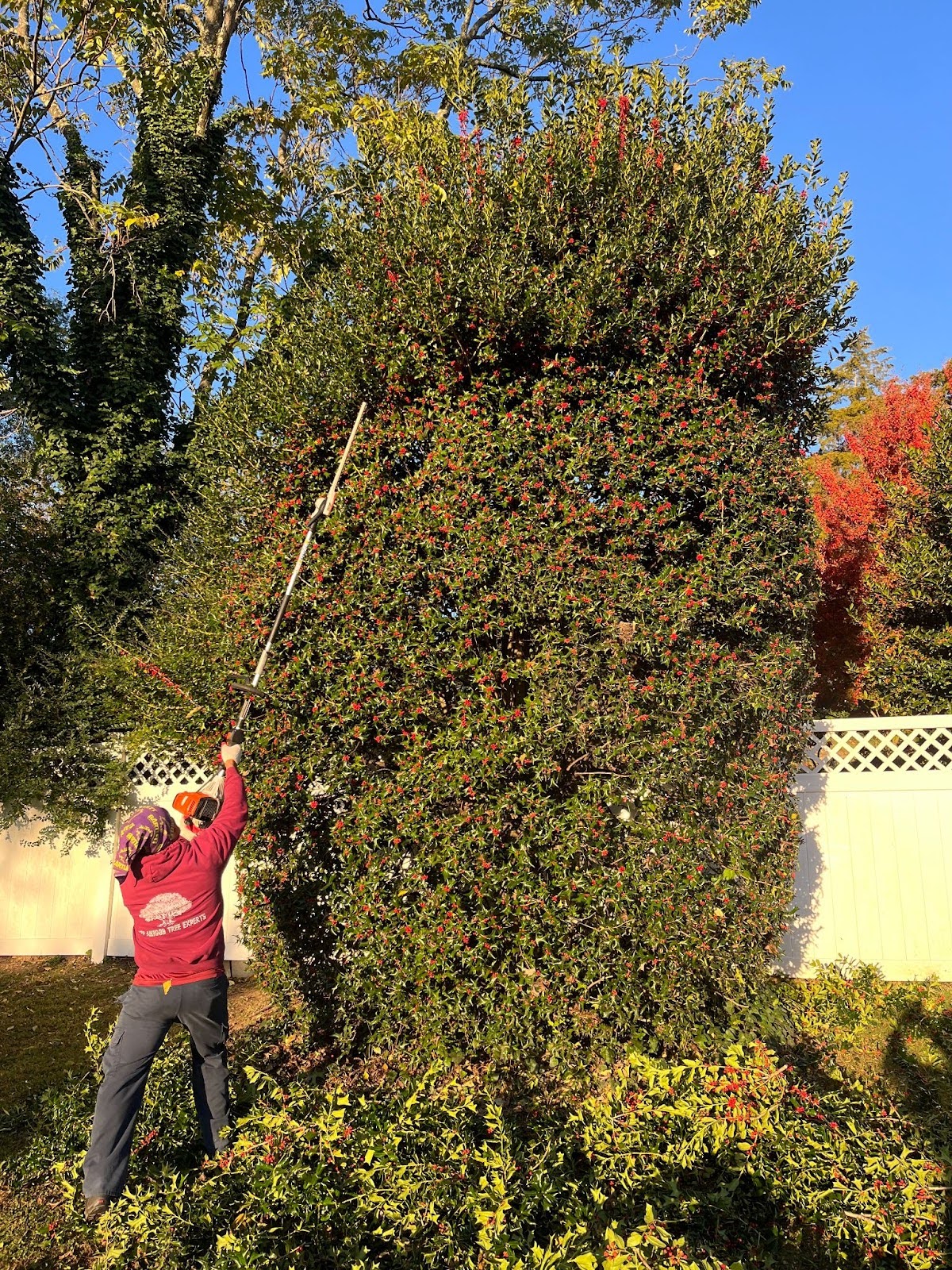 Tree Trimming and Pruning of a Falls Church Holly Tree