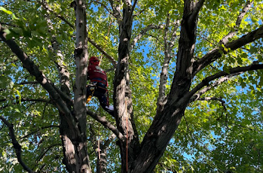 Dos Amigos Tree Experts Protects Newington, VA, Home From a Large Maple With Tree Trimming Services