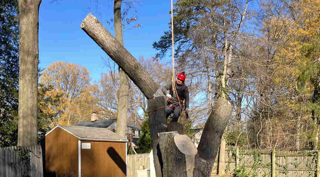 Do Tree Limbs Grow Back in Reston, VA?