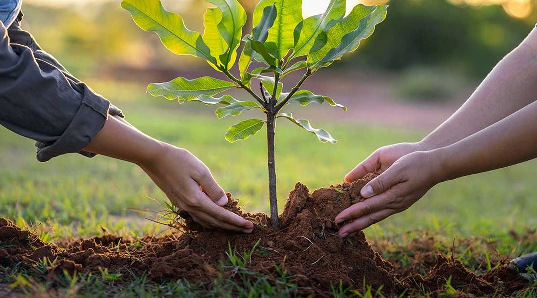 How Deep Should a Tree Be Planted in Reston, VA?