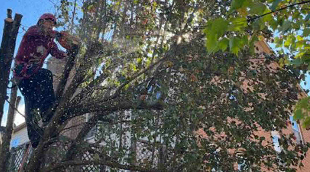 How Far Can a Tree Lean Before it Falls in Reston, VA?