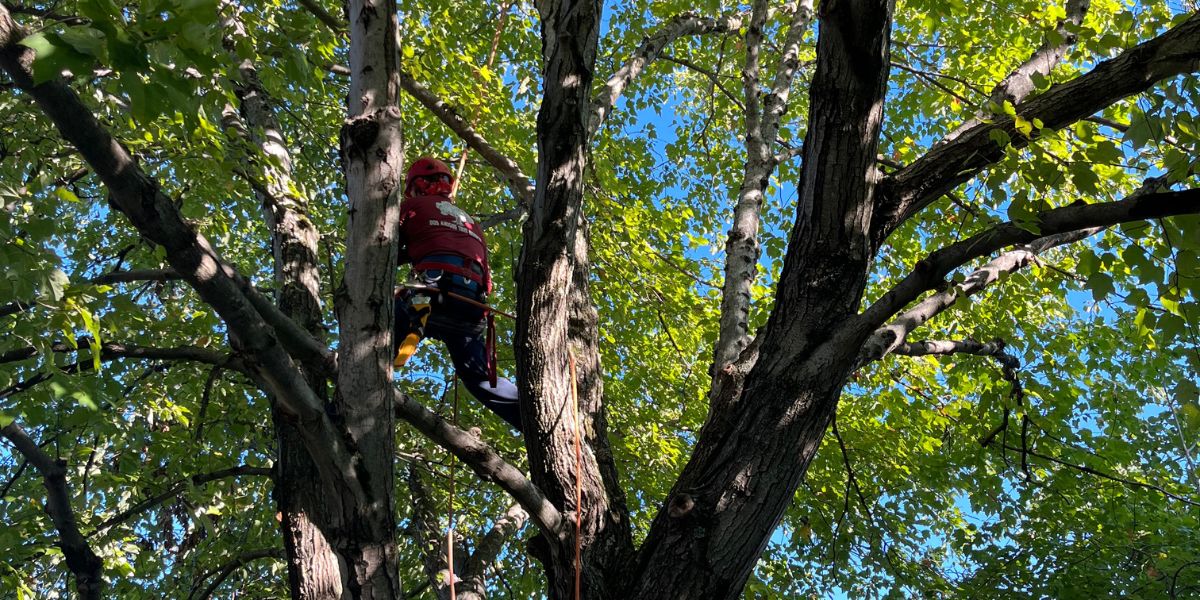 How to Take Care of Trees in Your Yard: 7 Essential Tips