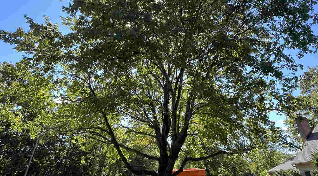 What Are the Dangers of an Overgrown Tree in Reston, VA?