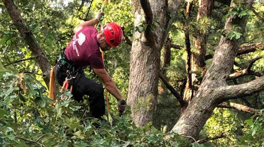 How Seasonal Pruning Prepares Your Trees for Winter in Lorton, VA