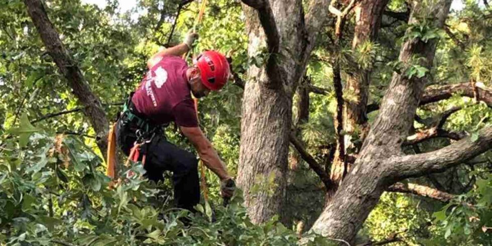 How Too Much Mulch Hurts Your Trees | Over-Mulching Issues