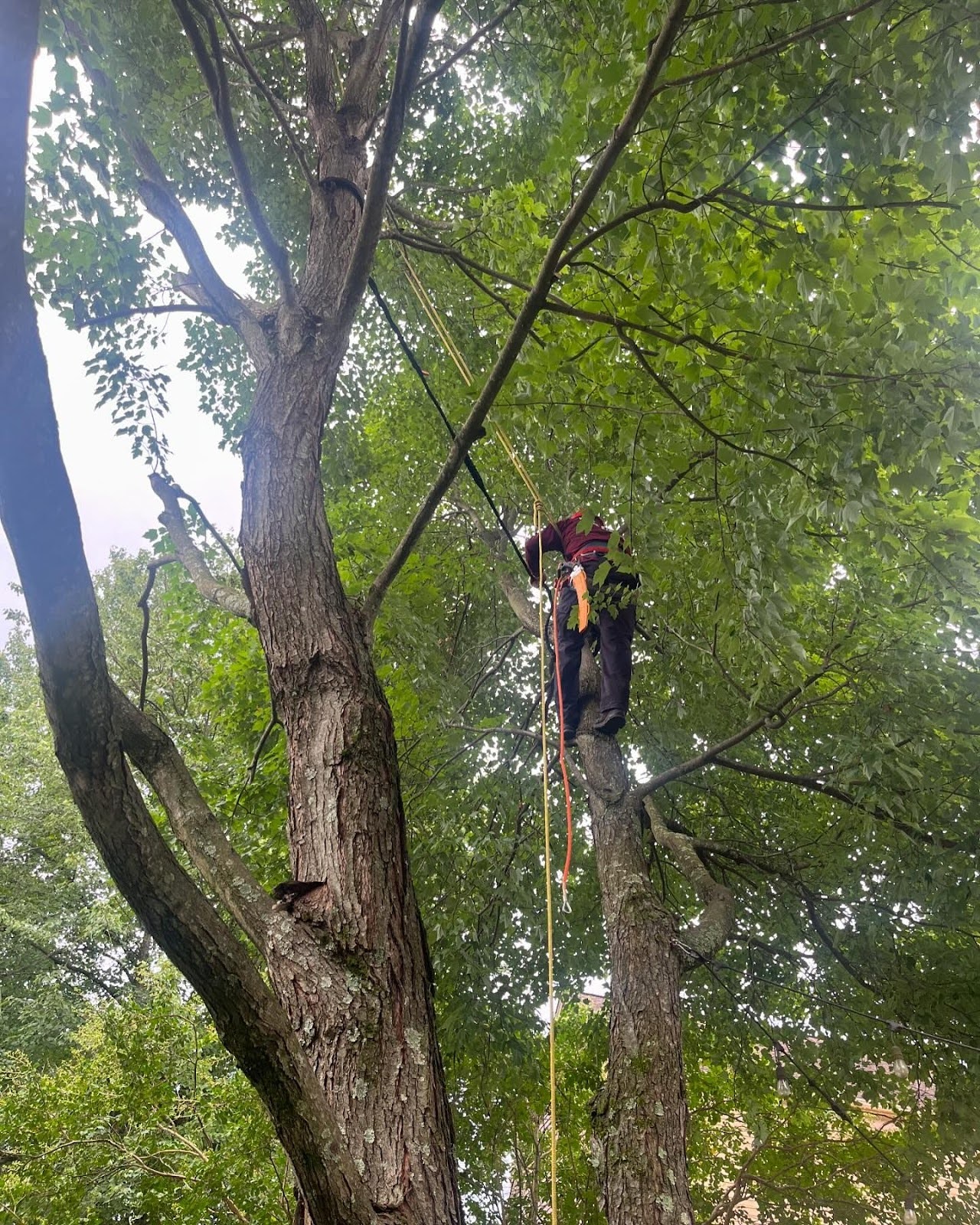 uncovering the secrets of successful tree cabling in alexandria va