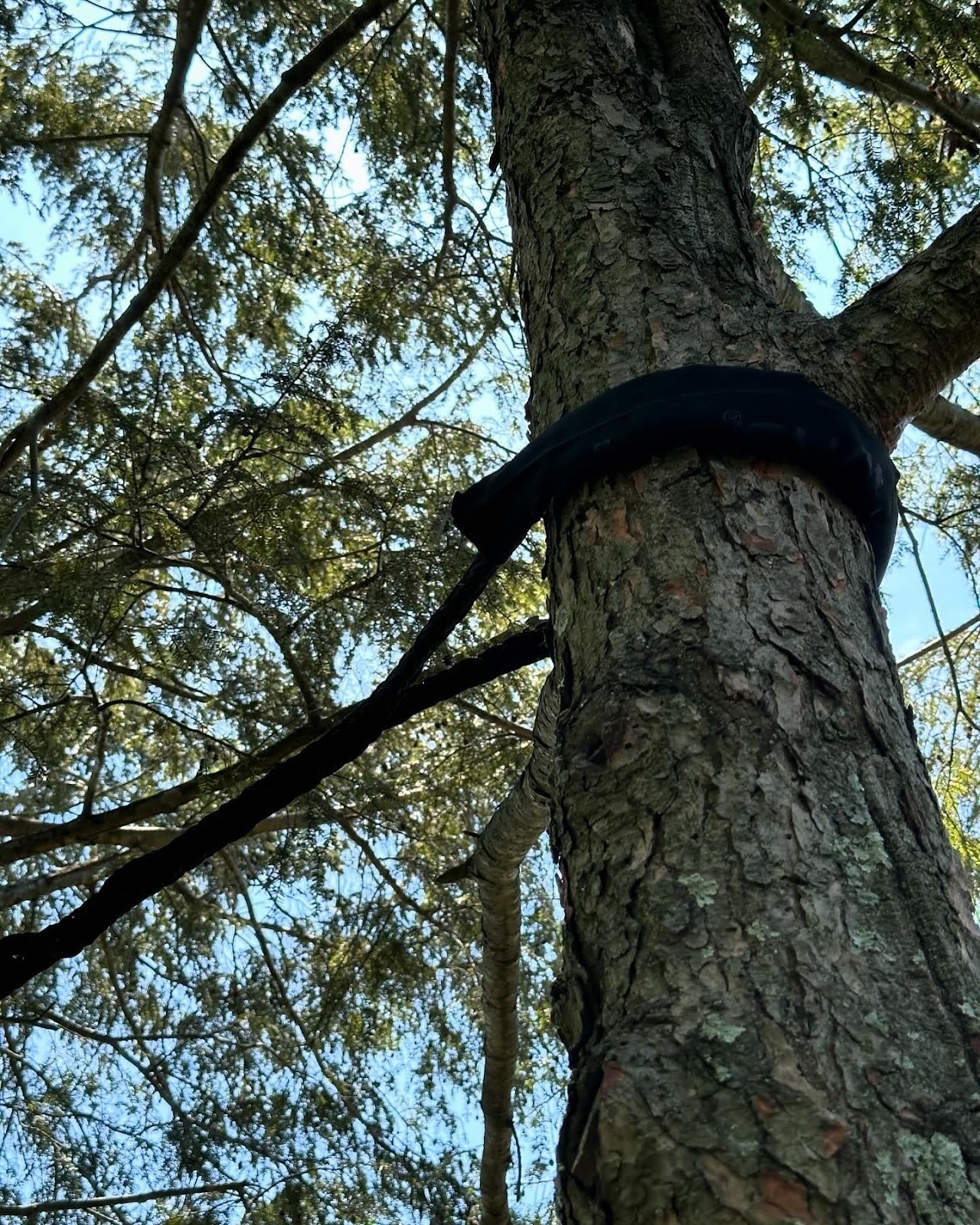 uncovering the secrets of successful tree cabling in alexandria va