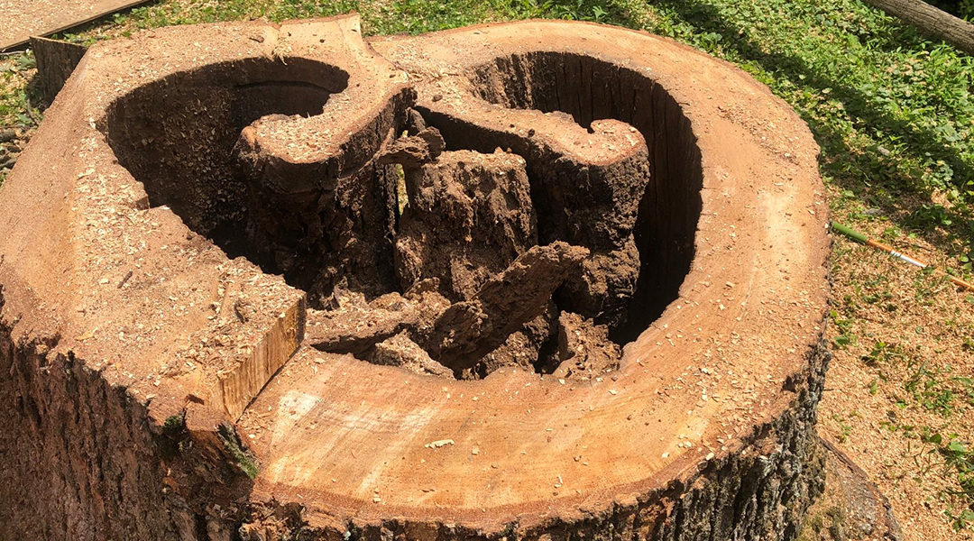 What Happens If You Don’t Grind a Tree Stump?
