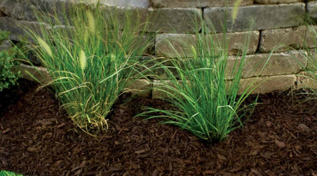 What to Do With Old Mulch in Spring